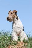 FOX TERRIER 379